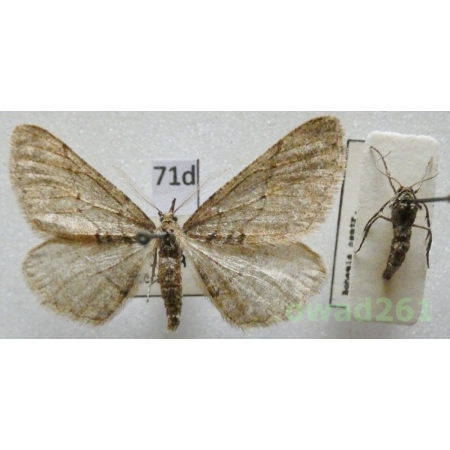 Agriopis bajaria (Denis & Schiffermüller, 1775) pair Zimowek brunatek Czech71d
